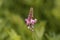 Flower of a common sainfoin, Onobrychis viciifolia