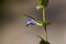 Flower of a common skullcap, Scutellaria galericulata