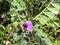 Flower of Common vetch, Garden vetch, Vicia sativa