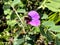 Flower of Common vetch, Garden vetch, Vicia sativa