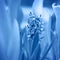 Flower composition. Spring fresh hyacinth tinted in blue