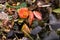 Flower on a compost heap