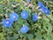 Flower cone  blue ipomoea in greece by the sea in summer