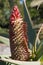 Flower cone of a tilt-head aloe a native of Eastern Cape Province South Africa