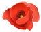 flower, coquelicot