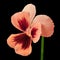 Flower coral carmine viola isolated on black background. Close-up.