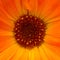 Flower core of orange calendula flower, closeup shot