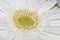 Flower core white gerbera macro