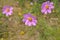Flower Coreopsis