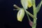 Flower of a corkscrew albuca, Albuca spiralis