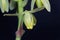 Flower of a corkscrew albuca, Albuca spiralis