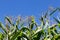 Flower corn and blue sky