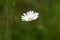 Flower of a corn chamomile