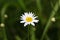 Flower of a corn chamomile