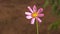 The flower of Cosmea or Cosmos Latin Cosmos