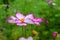 Flower Cosmos bipinnatus close-up. Delicate pink fresh petal with a bright magenta edge