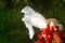 Flower, Costus sp , Aarey Milk Colony , INDIA