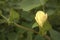 Flower of cotton plant, yellow cotton plant flower, cotton plant with flower in agricultural land