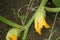 Flower of a courgette in the first growth phase