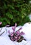 Flower covered with snow. Erica carnea