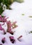 Flower covered with snow. Erica carnea