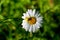 Flower crab spider sits on a chamomile