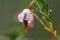 Flower of Cranberry