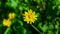 Flower of Crepis tectorum or Narrowleaf Hawksbeard close-up with bokeh background, selective focus, shallow DOF