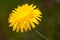 Flower  crepis vesicaria