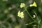 Flower of a crested warty cabbage, Bunias erucago