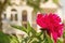 Flower of crimson peony on the background of a country house