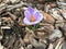 The flower of Crocus