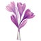 Flower crocus bouquet isolated on white background