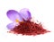 Flower crocus and dried saffron spice