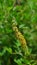 flower of Crotalaria pallida