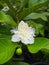 This is the flower of the crystal guava tree that blooms on cool mornings.