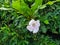 Flower of Cuban Pink Trumpet Tree (Tabebuia Pallida)