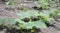 Flower of cucumber. Stalks of homemade cucumbers close-up. Rows of flowering cucumbers. Garden in the summer