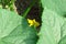 Flower of cucumber. The stems of homegrown cucumbers close-up