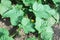 Flower of cucumber. The stems of homegrown cucumbers close-up