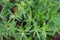 Flower culantro or Mexican coriander.