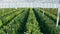 Flower cultivation in greenhouse. Roses or plants growing in a glass greenhouse. Aerial view, drone shot