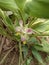 Flower of Curcuma