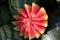 Flower Cut watermelon
