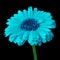 Flower cyan blue calendula, isolated on a black background. Close-up.