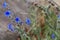 Flower of a Cynoglossum plant in Ethiopia