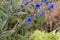 Flower of a Cynoglossum plant in Ethiopia