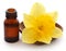 Flower daffodil with essential oil