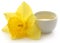 Flower daffodil with extract