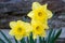 Flower daffodils in spring outdoors